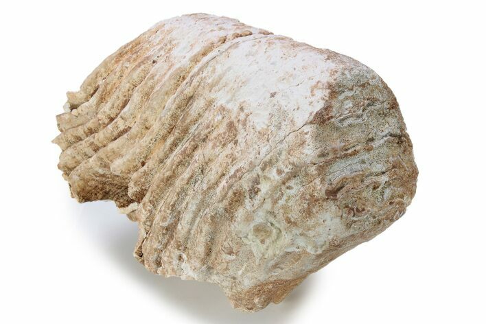 Fossil Columbian Mammoth Molar - Somervell County, Texas #283954